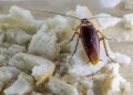 7 Cara Aman Mengusir Kecoa yang Masuk Rumah Tanpa Diinjak