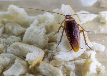 7 Cara Aman Mengusir Kecoa yang Masuk Rumah Tanpa Diinjak