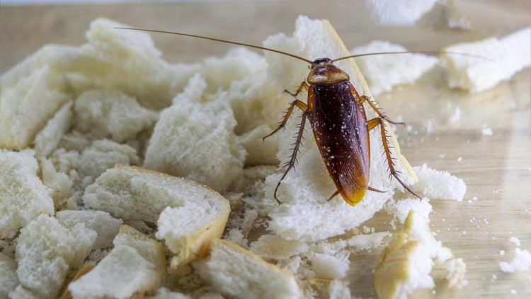 7 Cara Aman Mengusir Kecoa yang Masuk Rumah Tanpa Diinjak