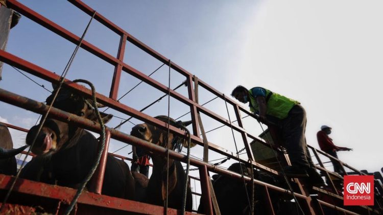 Ratusan Jagal Bawa Sapi ke DPRD Tuntut Walikota Surabaya