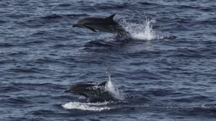 Habitat Paus dan Lumba-lumba di Sumatra di Luar Kawasan Perlindungan