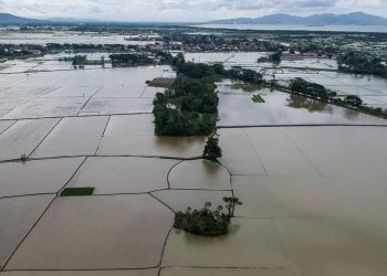 Stok Beras di Aceh-Sumut Setelah 70 Ribu Ha Sawah Terendam Menurut Bulog