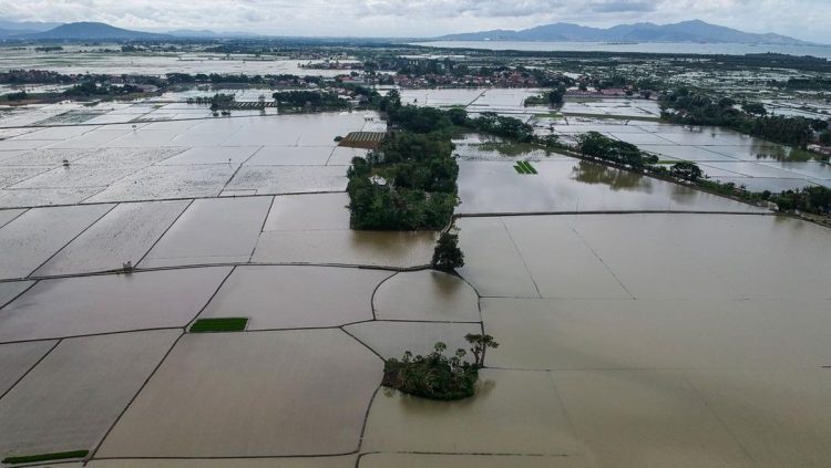 Stok Beras di Aceh-Sumut Setelah 70 Ribu Ha Sawah Terendam Menurut Bulog