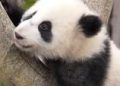 Bayi Panda Raksasa Tampil Perdana di China Sambut Tahun Baru