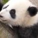 Bayi Panda Raksasa Tampil Perdana di China Sambut Tahun Baru
