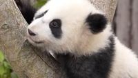 Bayi Panda Raksasa Tampil Perdana di China Sambut Tahun Baru