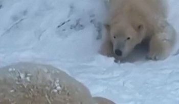 Beruang Kutub Bermain Salju saat Badai Musim Dingin di Hungaria