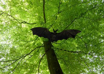 Waspadai Virus Nipah, Buang Buah yang Terkena Gigitan Kelelawar