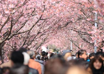 Festival Sakura di Fuji Dibatalkan Akibat Ulah Turis