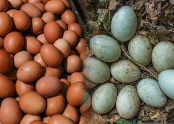 Telur Ayam atau Telur Bebek, Mana yang Lebih Sehat untuk Dikonsumsi?