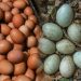 Telur Ayam atau Telur Bebek, Mana yang Lebih Sehat untuk Dikonsumsi?