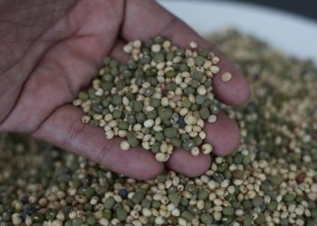 Tanaman Pengganti Gandum di Indonesia Bisa Digunakan untuk Mi dan Roti