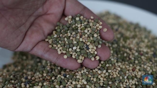 Tanaman Pengganti Gandum di Indonesia Bisa Digunakan untuk Mi dan Roti