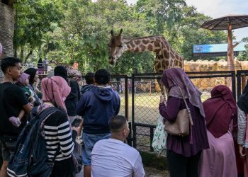 Kebun Binatang Surabaya Masih Beroperasi Setelah Digeledah Kejati Jatim